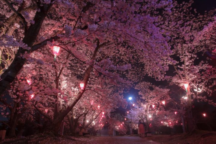 19 3 29 4 14 早島公園 夜桜ライトアップ 早島町 子どもとおでかけ 岡山イベント情報